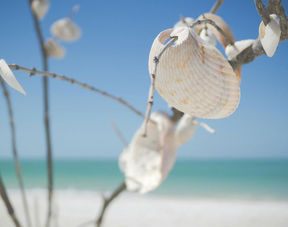closeup of seashells hanging on a plant